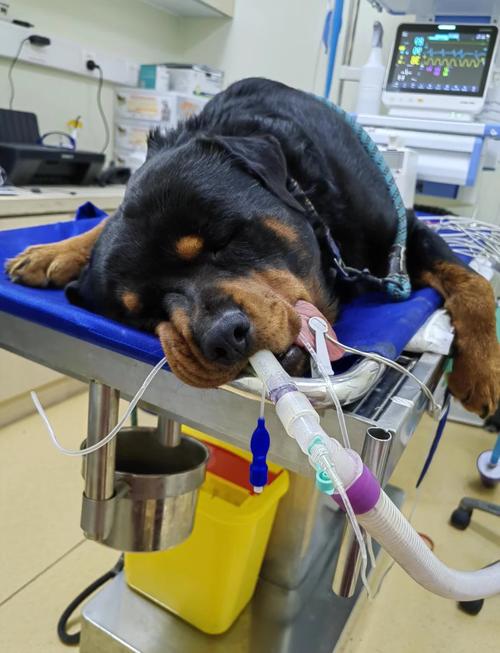 狗狗做绝育要全麻吗?