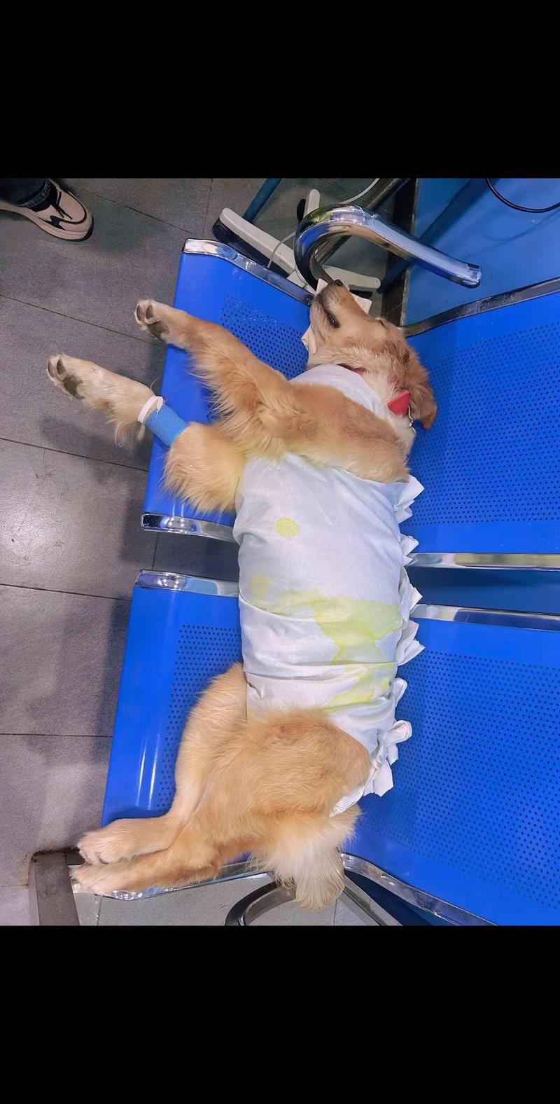 狗狗吸入式麻醉安全吗