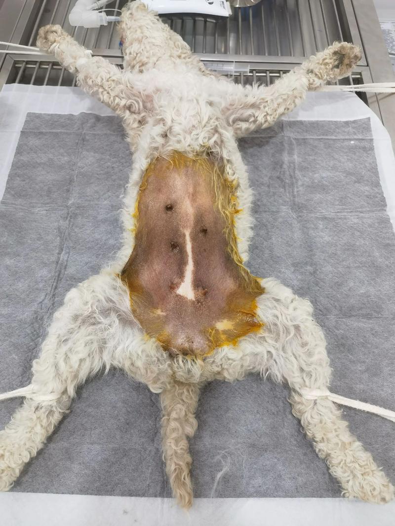 给狗狗麻醉的风险大吗?