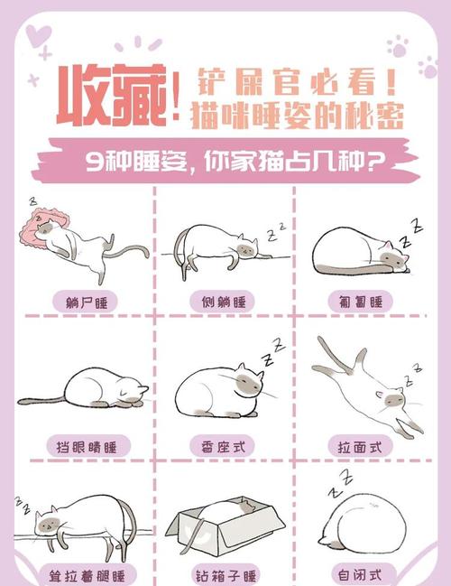 猫咪睡姿大解析!竟然是这个意思