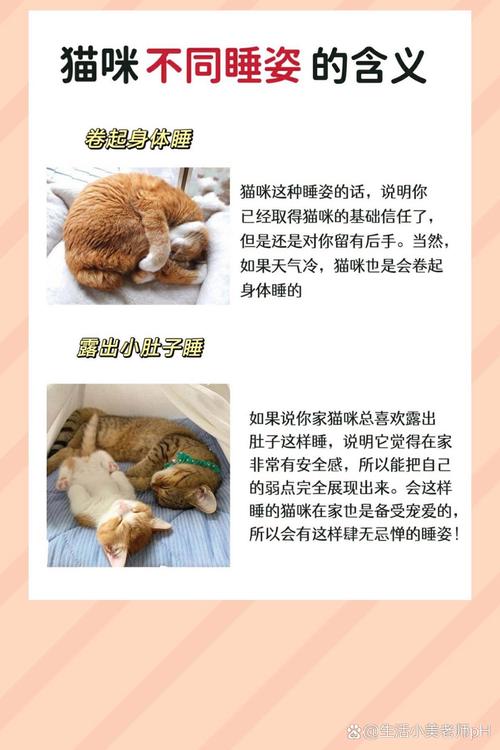 猫咪睡姿的不同意义!来看有没有你家同款