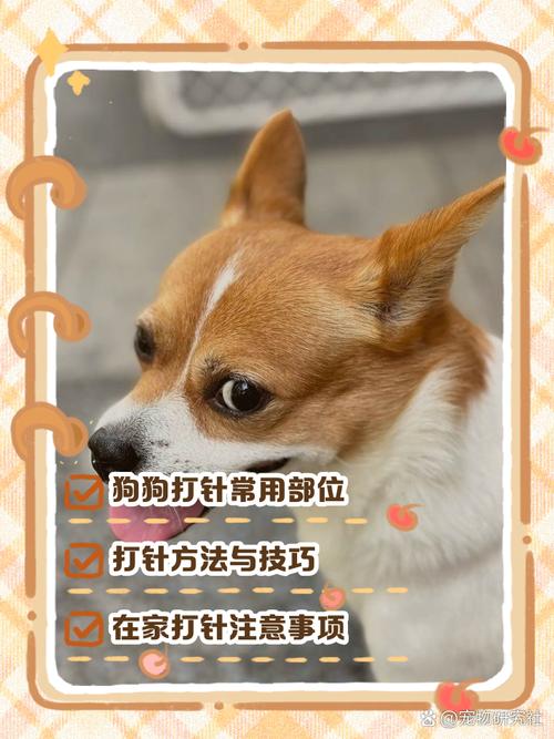 哪里有免费给狗狗打疫苗的地方?