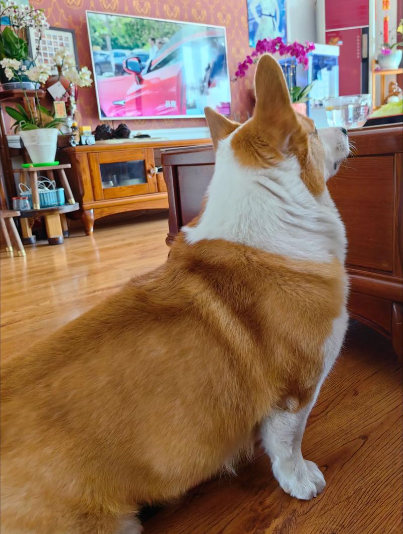 狗狗能不能吃一点小布丁