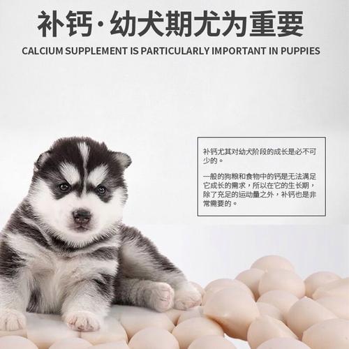 狗狗布丁要不要买?给狗狗买布丁有必要吗?怎么买?