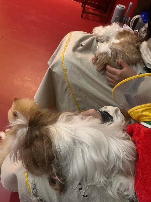 狗狗吃茶蛋可以吗?