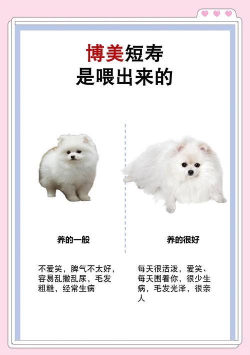 博美能吃茶叶蛋吗?