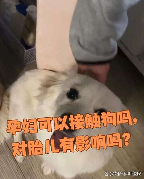 怀孕能养狗吗养对孕妇有什么影响