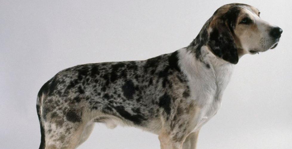 四个月狗呼吸和人感冒鼻子不通气样