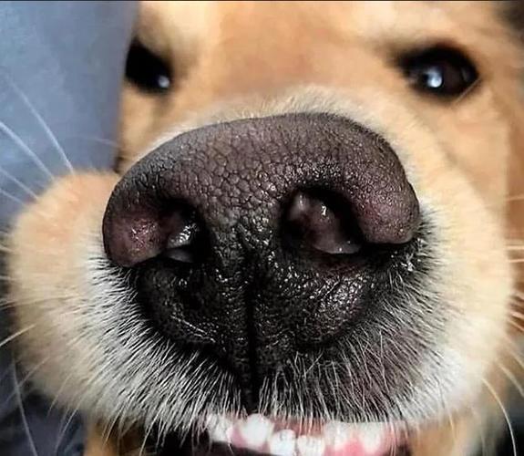 狗狗鼻息肉症状