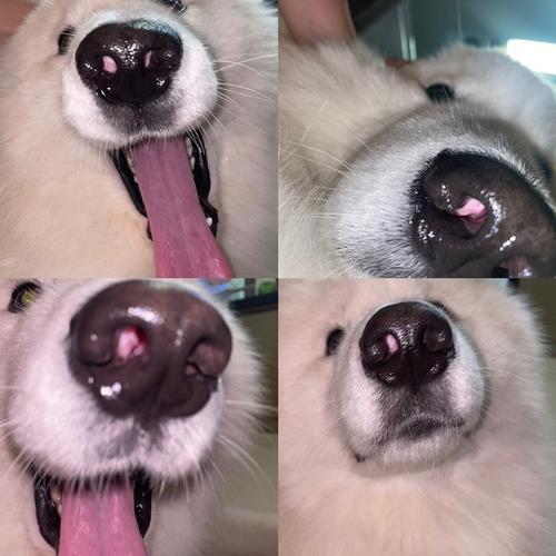 狗狗在什么情况下容易鼻塞?