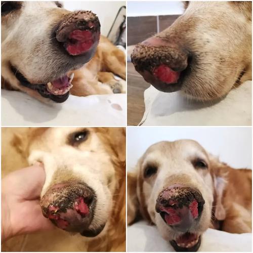 狗狗鼻息肉和感冒的区别有哪些?