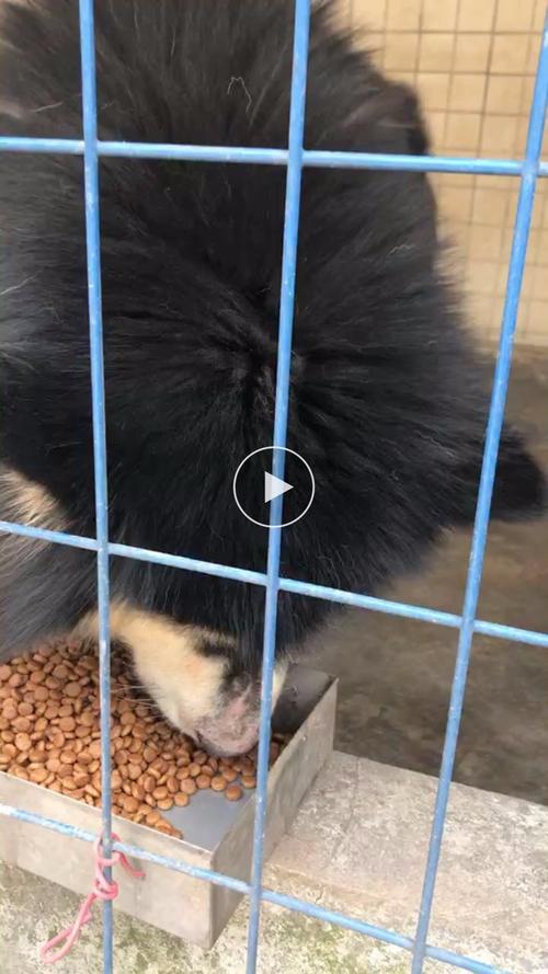 狗狗鼻子一直噗噗噗的