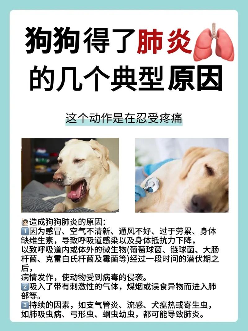 狗狗肺炎伴随肝损伤怎么治疗