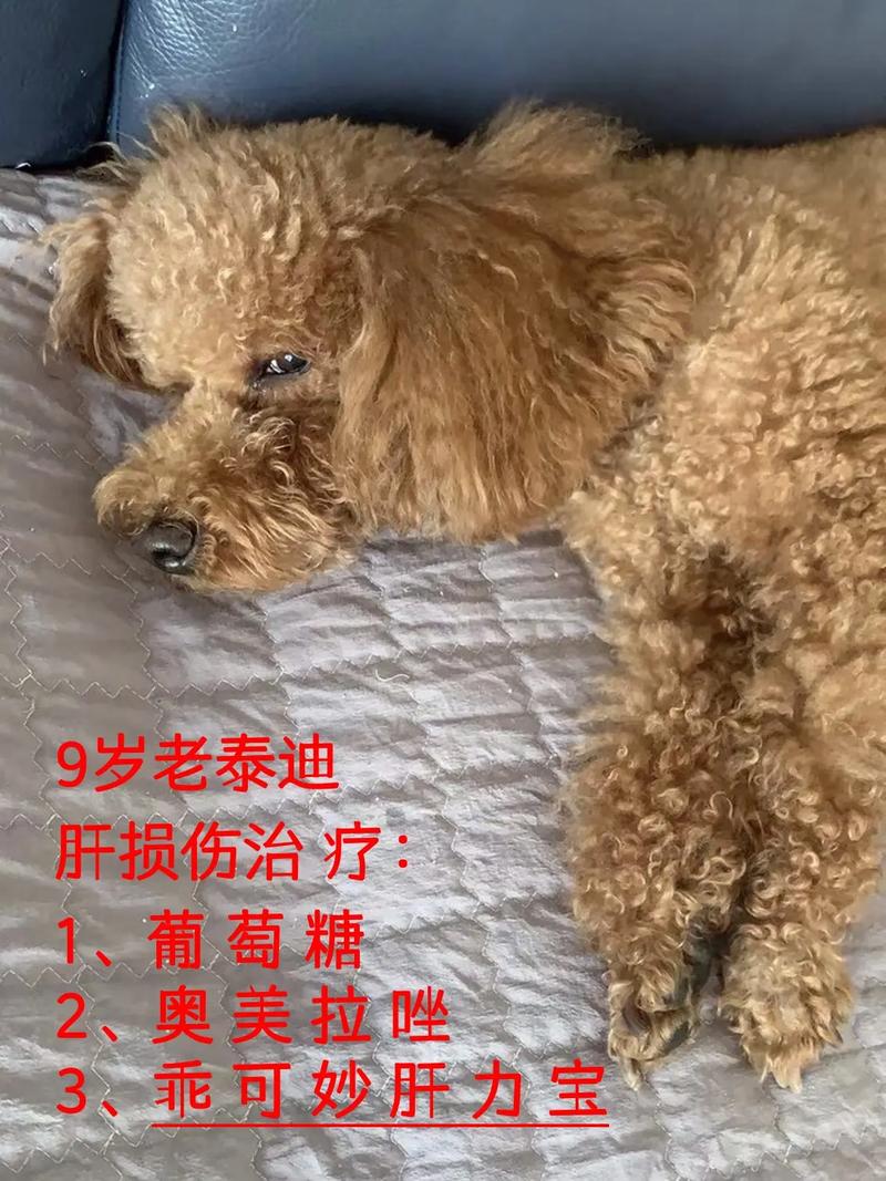 狗狗肝损伤恢复一般要多久