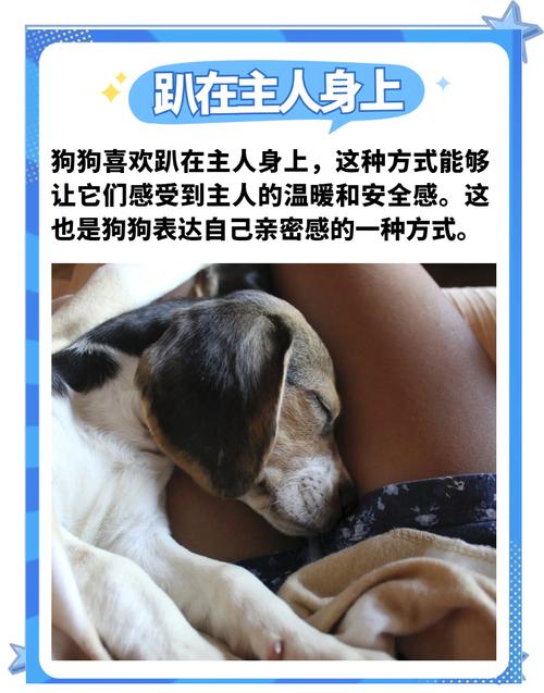 如何让狗狗信任主人呢