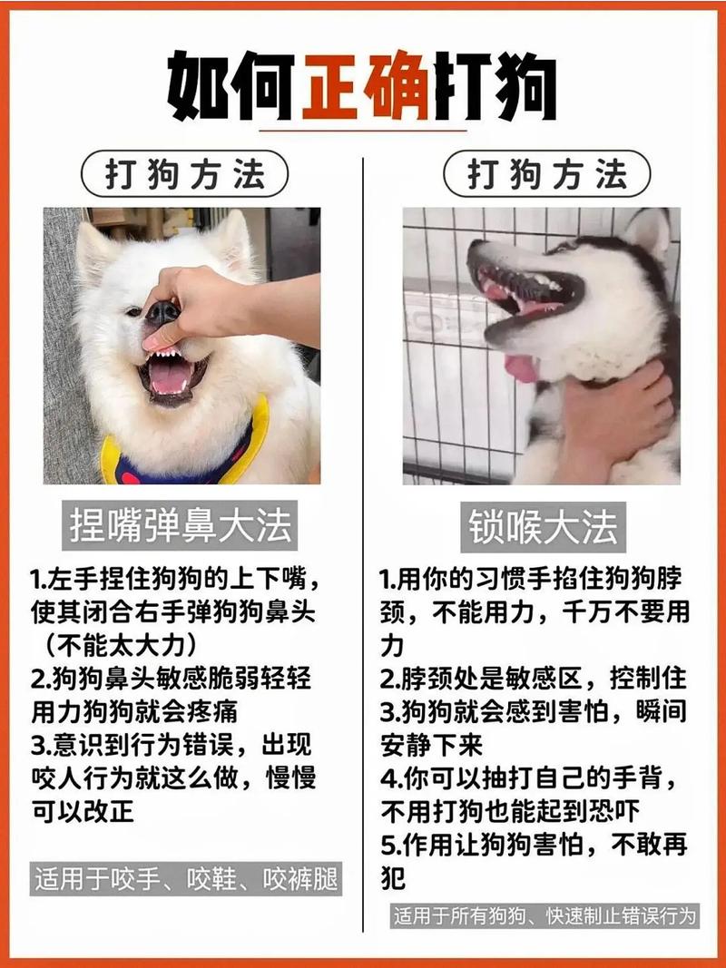 如何和狗狗建立信任