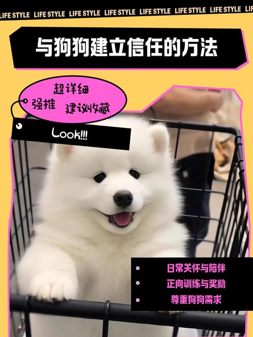 怎么和狗狗重新建立信任