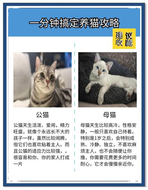 第一次养猫需要了解什么