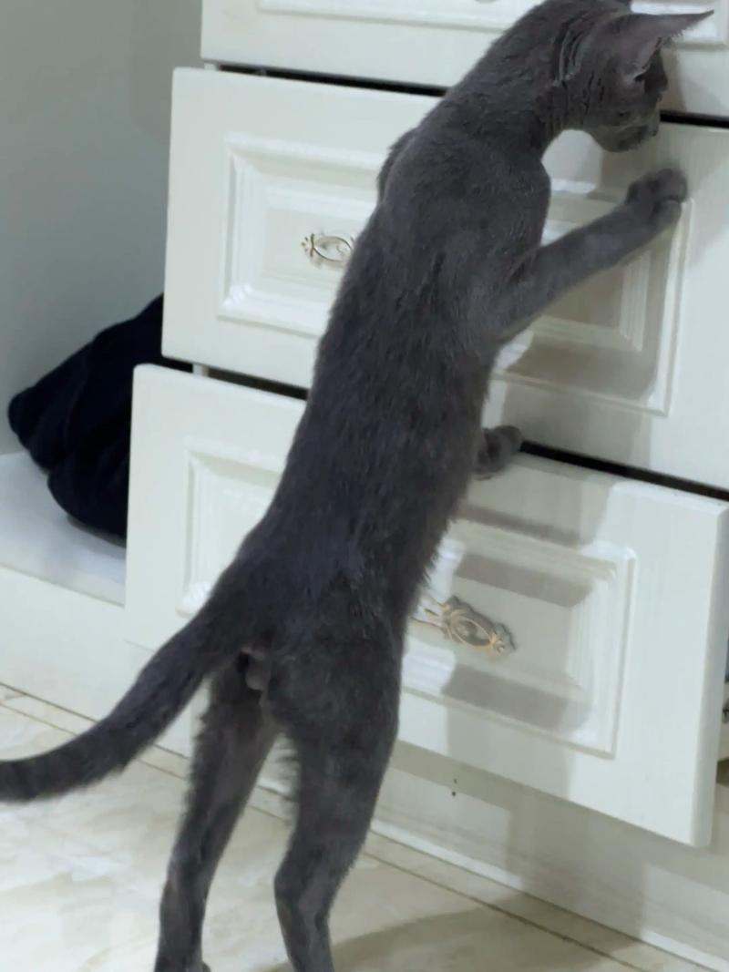 猫咪多久需要驱虫一次?如何给猫咪做内外驱虫?