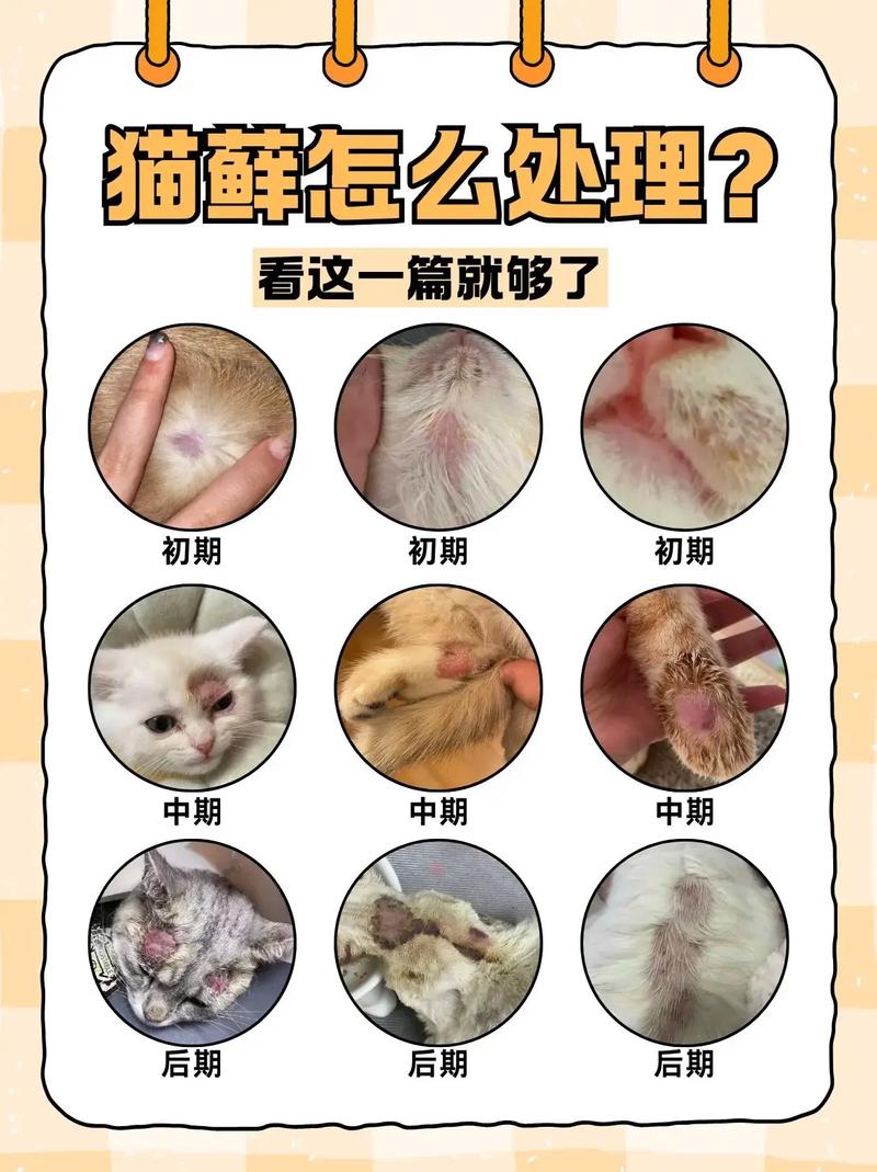 幼猫得了猫癣怎么办?