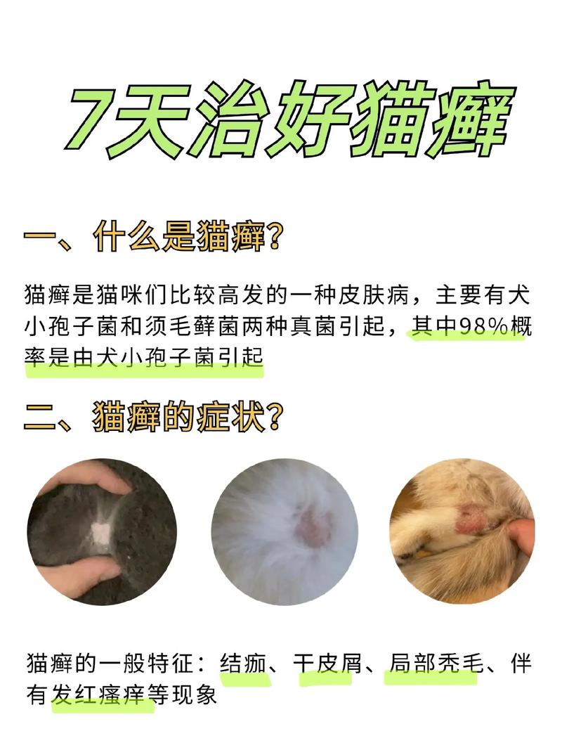 幼猫得了猫藓该怎么办呢?