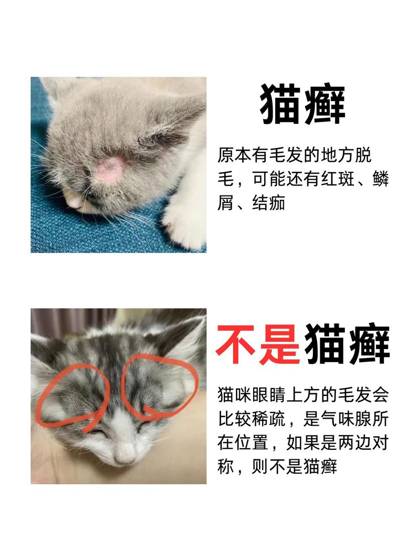 怎么判断猫咪得了猫藓?