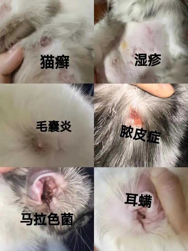 猫咪常见的皮肤病有哪些
