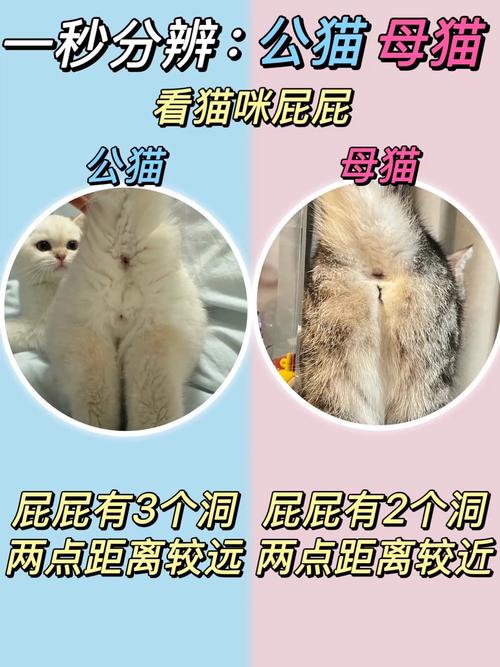 怎么分辨猫是公的还是母的