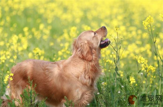 狗狗吃虾会导致什么问题
