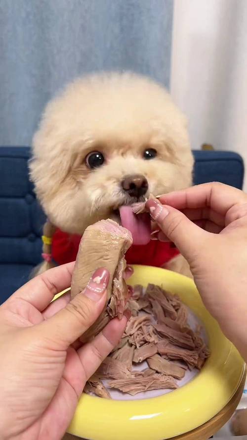 鸭肉可以给狗狗吃吗?
