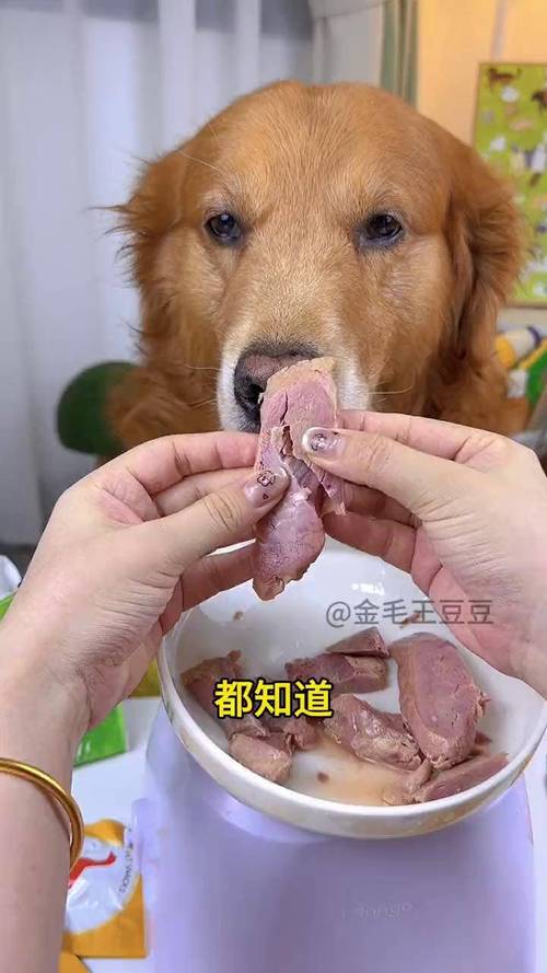 狗狗能吃&不能吃的人类食物