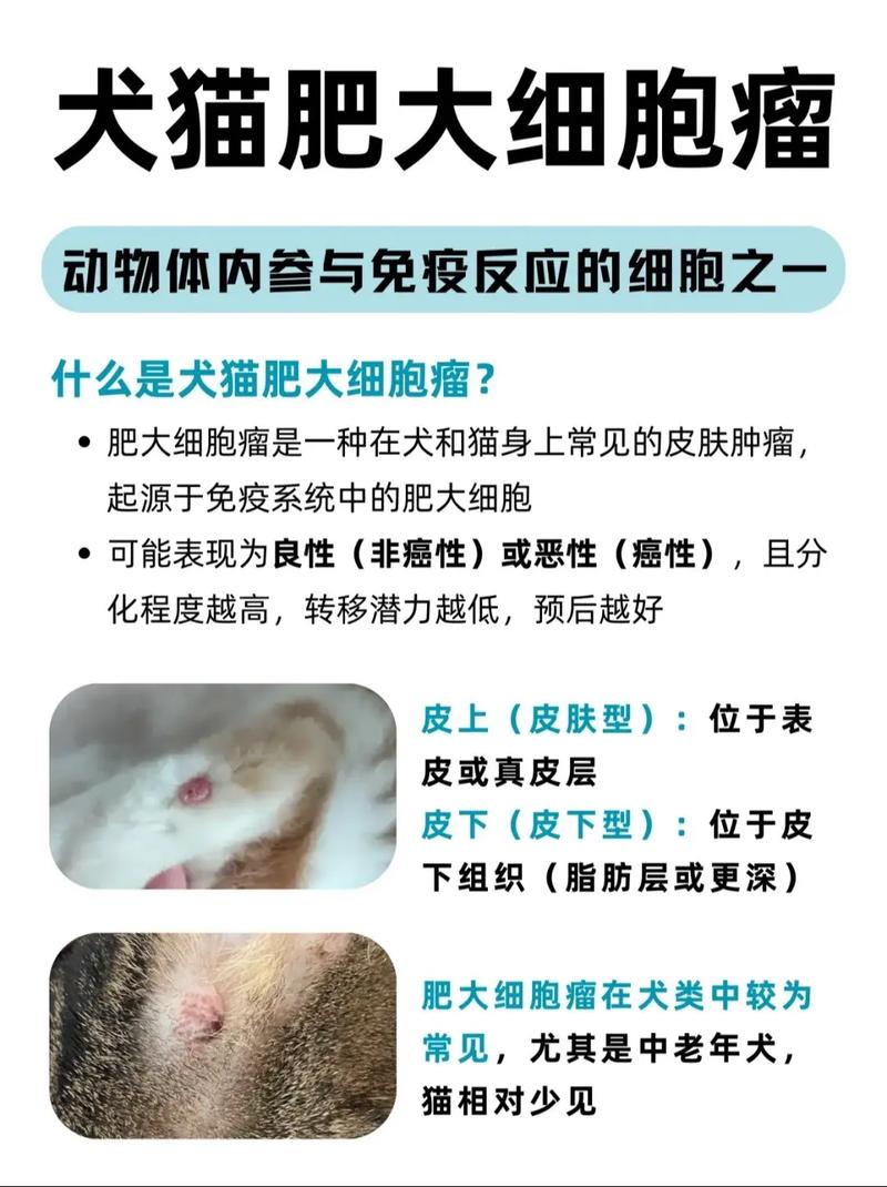 猫咪身上长了好几个小肉疙瘩