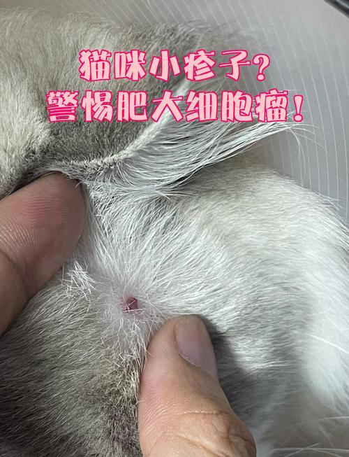 猫咪身上有小疙瘩是怎么回事?