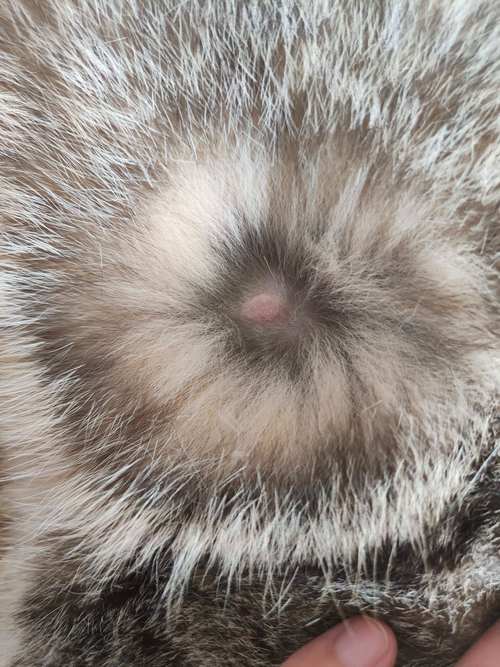 猫咪嘴上起了一个小疙瘩