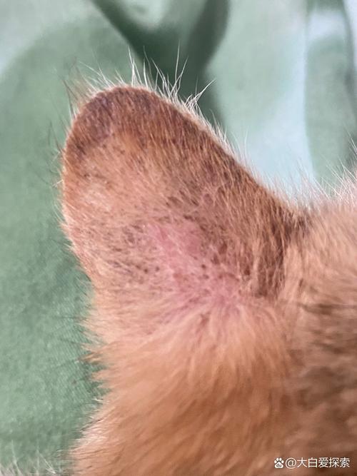 猫咪耳朵轮廓上有黑点