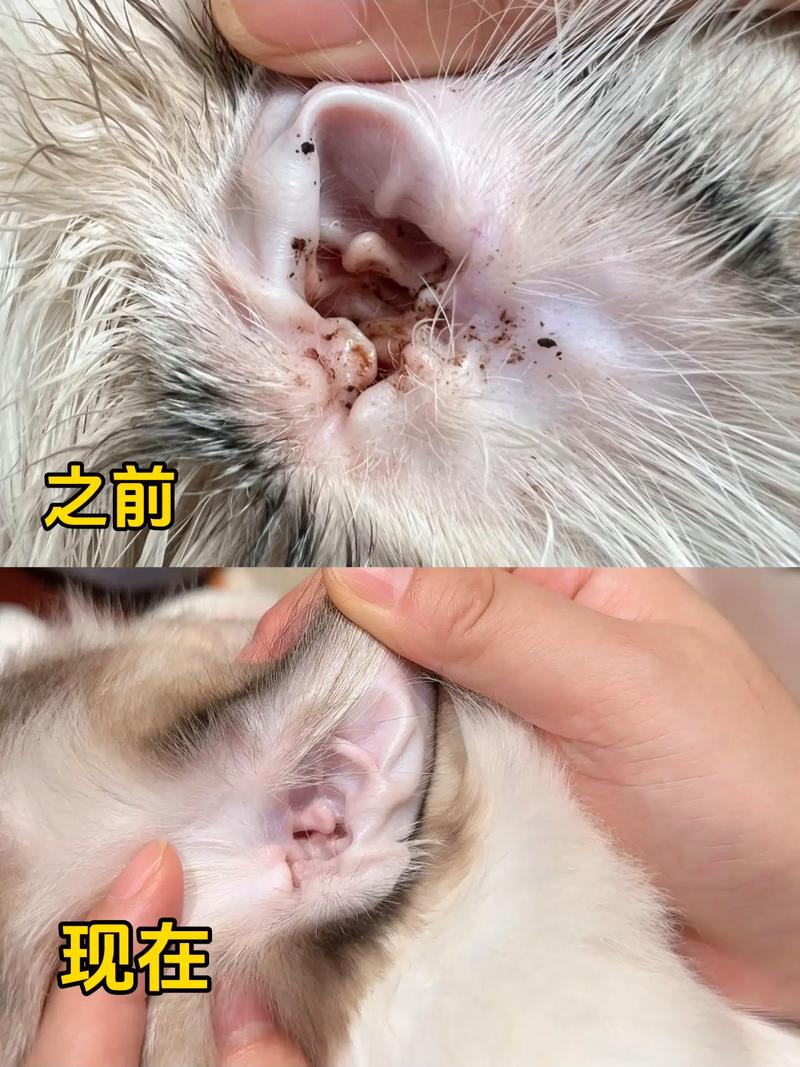 猫咪耳朵上有黑色点点是怎么回事?