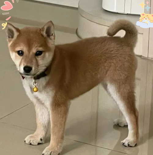 狗狗为什么不能戴铃铛?