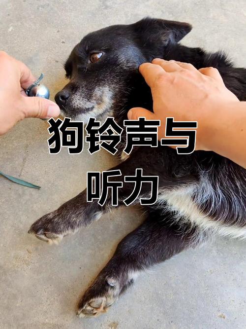 狗狗为什么不能带铃铛