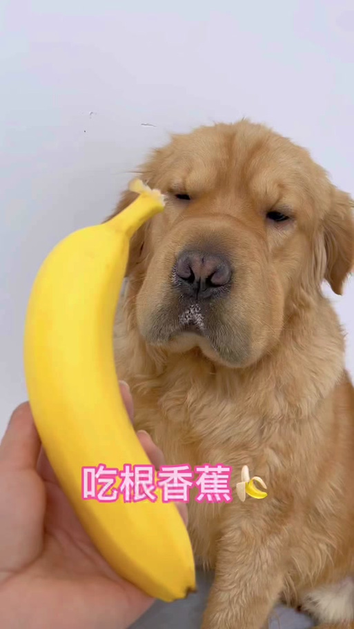 狗狗为什么不能吃香蕉皮