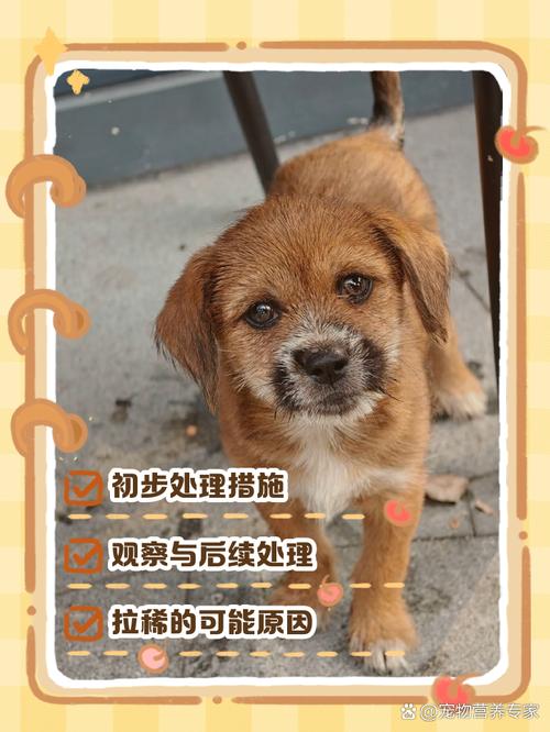 狗狗很活泼但是拉稀怎么办