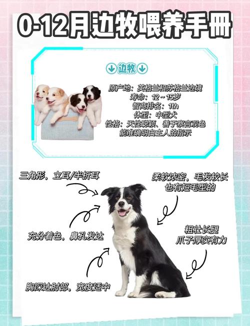 一个月大的小边牧怎么喂养?