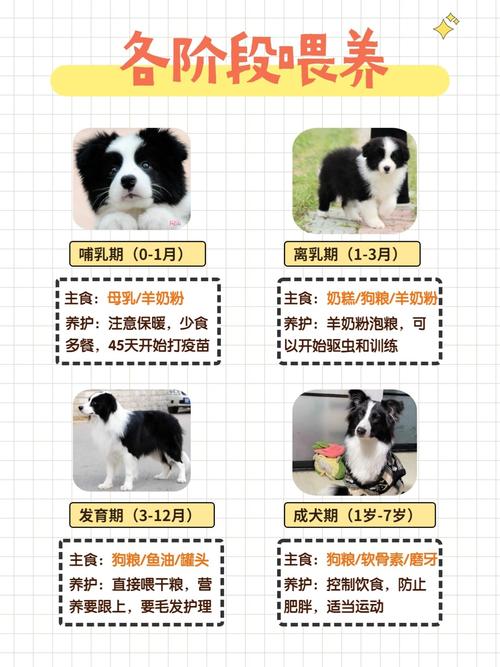 新手养比熊的第一年|将经历