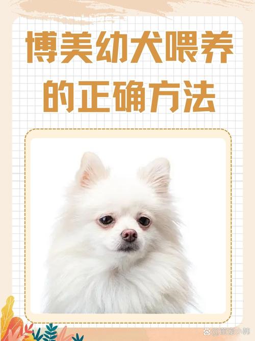 博美幼犬喂养的正确方法