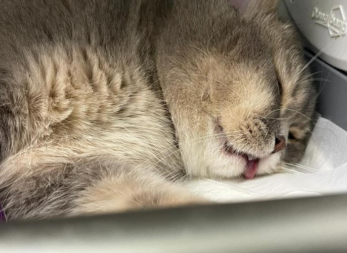 小猫脱肛怎么办