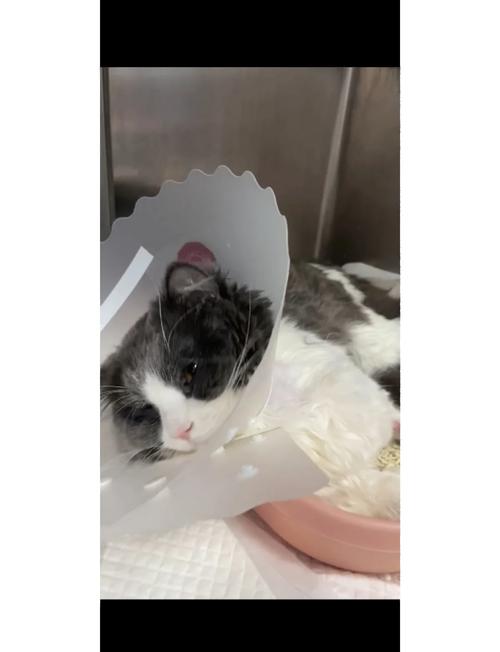 土话筒没有棉线怎么办