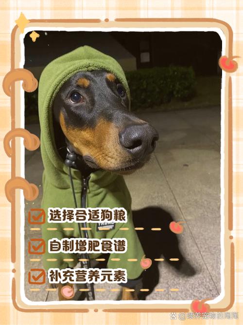 狗吃什么会猛长
