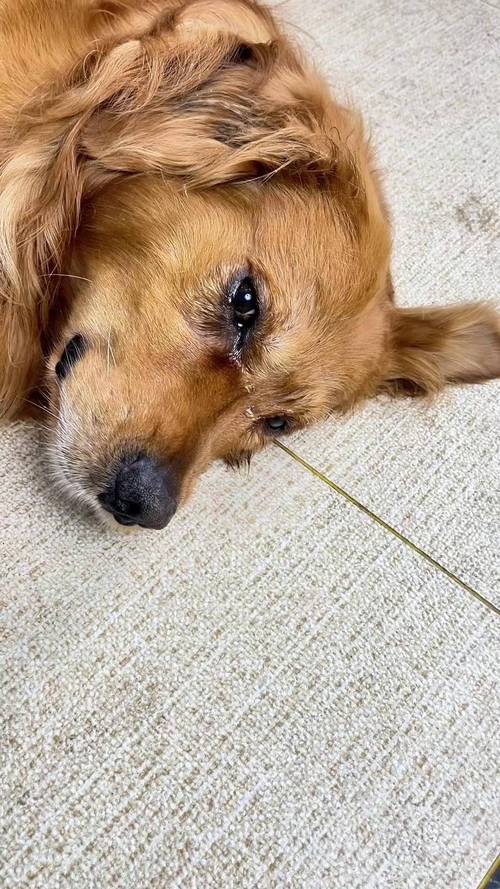 狗狗哭的时候是如何表现的