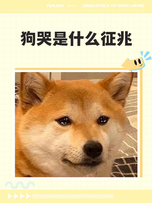 狗哭是什么征兆,狗哭是什么征兆应该怎么办