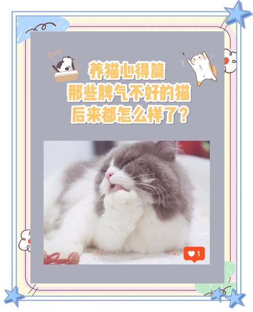 猫咪的脾气很差主人该怎么办?