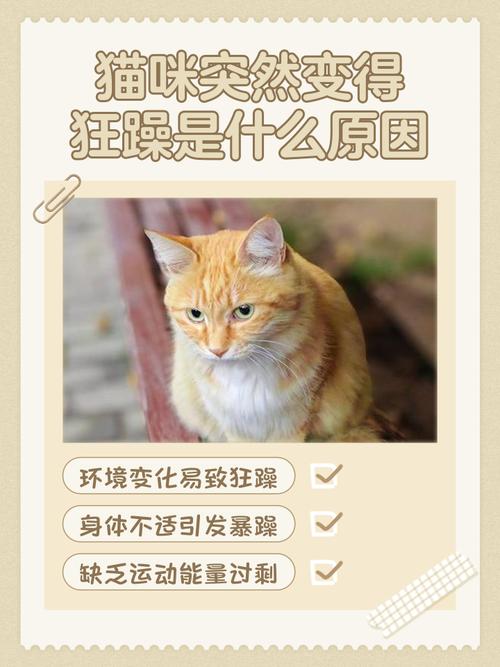 猫咪脾气不好怎么办
